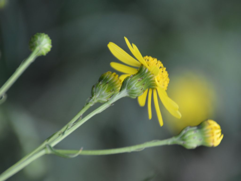 Senecio, se si, quale? Senecio inaequidens